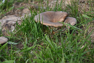Funghi primaverili di campagna, San Giuliano Nuovo, Alessandria, Piemonte, Italia