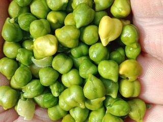 Chickpeas green grains with yellow seed's or Cicer arietinum L green grains or green seeds.chickpeas pattern background 