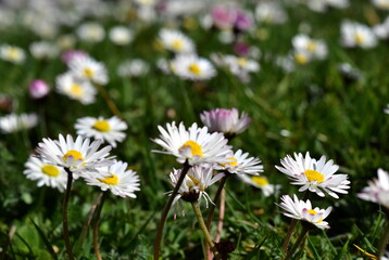 Gänseblümchen auf einer Frühlingswiese