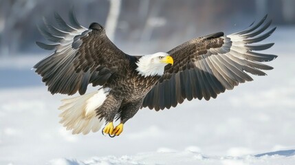 Obraz premium Bald Eagle in Flight, Landing in Snowy Forest