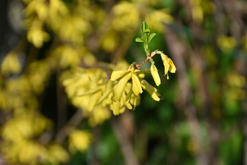 Fioriture di primavera anno 2025, marzo, San Giuliano Nuovo, Alessandria, Piemonte, Italia