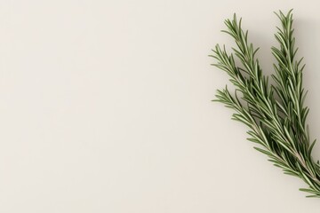 Obraz premium Fresh rosemary sprigs on a light background