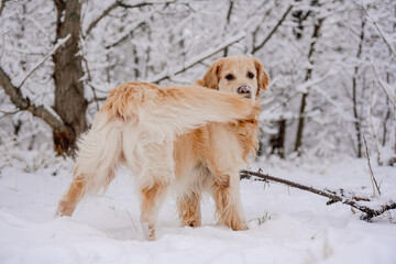 Golden Retriever Dog In The Winter Forest In The Snow