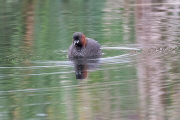 Little Grebe La Charca Suarez Motril Spain.