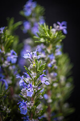 Vibrant rosemary stems rest against a deep, dark background.Their lush green tones symbolize purity, wellness, and natural luxury. A perfect visual for wellness, luxury, and serenity..