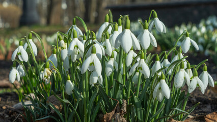 Fototapeta premium A delicate snowdrop blooms in spring, heralding the arrival of warmer days. Its pure white petals contrast beautifully with the fresh green surroundings, symbolizing renewal and hope.