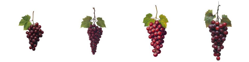 Fototapeta premium Red grape clusters with leaves on stems depict different ripeness stages.