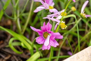 Coreopsis rosea (Pink Coreopsis) 