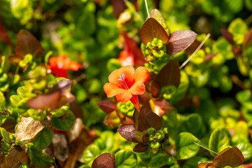 Barleria repens, the small bush violet, also known as the coral creeper, is a plant in the family Acanthaceae. It occurs in forests and woodlands from tropical Africa to South Africa