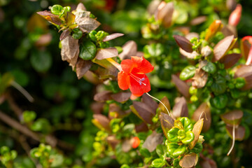 Barleria repens, the small bush violet, also known as the coral creeper, is a plant in the family Acanthaceae. It occurs in forests and woodlands from tropical Africa to South Africa