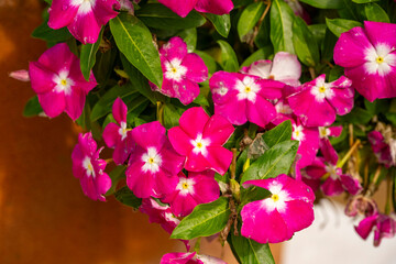 Catharanthus roseus, commonly known as bright eyes, Cape periwinkle, graveyard plant, Madagascar...