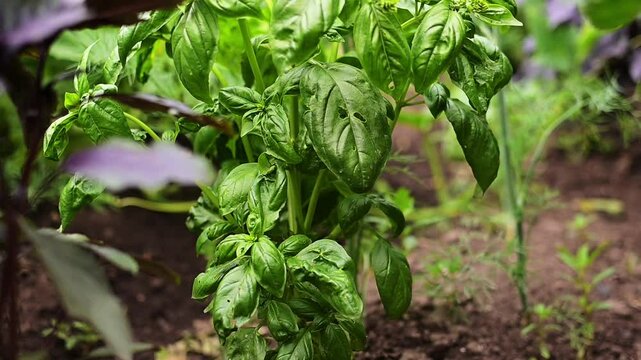 Basil on garden bed. A young green basil bush grows outside in the garden. spicy herbs. Crop and vegetable growing. Healthy vegetables, spices.