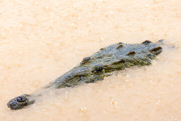 The protruding head of an American crocodile (Crocodylus acutus) from the murky waters of the Tartoles River in Costa Rica. Selective focus on the animal's eye