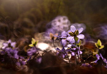 Fioletowe kwiaty Przylaszczki pospolitej w lesie, tapeta, dekoracja. © mycatherina