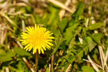 春を告げるタンポポ