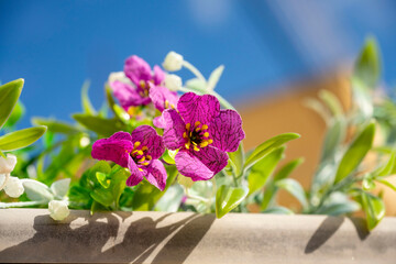 Catharanthus roseus, commonly known as bright eyes, Cape periwinkle, graveyard plant, Madagascar...