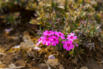 ピンク色の芝桜