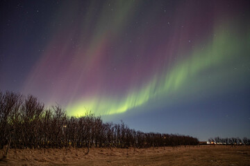 green and purple northern lights dancing above a field