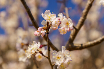 早咲きの山桜