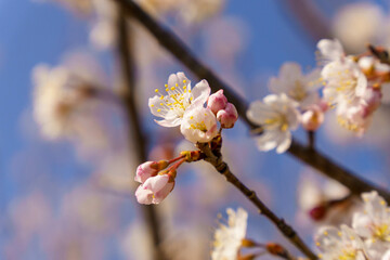 早咲きの山桜