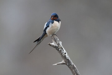 Barn Swallow before breeiding season La Charca Suarez Spain.