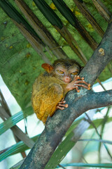 Tiny Wonders – Meet the Adorable Tarsiers of Bohol