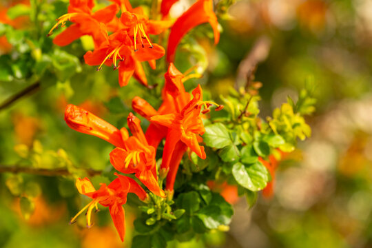 Tecomaria capensis, the Cape honeysuckle, is a species of flowering plant in the family Bignoniaceae, native to southern Africa. Despite its common name, it is not closely related to the true honeysuc