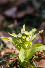 春を告げるフキノトウ