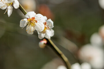Obraz premium 白い梅の花