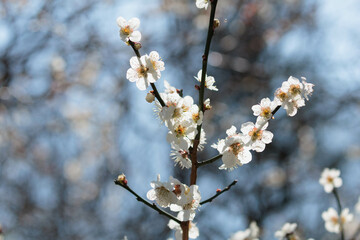 白い梅の花