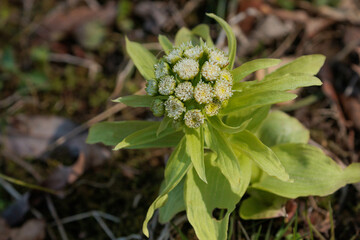 春を告げるフキノトウ