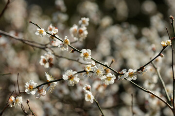 白い梅の花