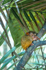 Tiny Wonders – Meet the Adorable Tarsiers of Bohol