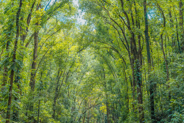 Exploring the Majestic Bilar Man-Made Forest, Bohol