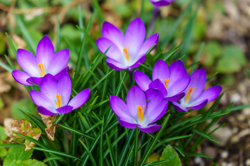 春の訪れを告げるクロッカス