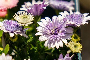 プランターに生けた紫の花