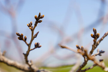 花芽を着けた桜の木