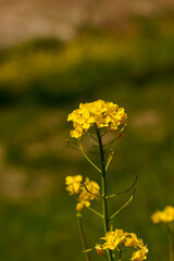 春の光を浴びる菜の花