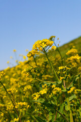 春の光を浴びる菜の花