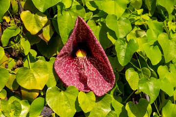 Aristolochia gigantea, the Brazilian Dutchman's pipe or giant pelican flower, is an ornamental plant native to Brazil, Costa Rica and Panama. Typical of subtropical Bahia and Minas Gerais vegetation. 