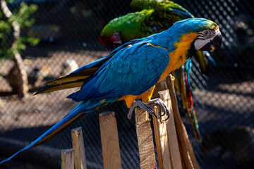 Blue-and-Yellow Macaw Perched on Wooden Fence