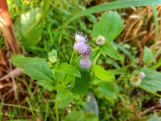 Summer background with purple flowers. Purple flower bloom on green grass, spring background.
