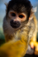 Curious Squirrel Monkey Close Up