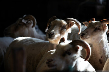 sheep on a farm in Iceland