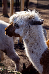 Obraz premium Fluffy Llama in Warm Sunlight