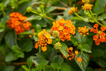 Lantana camara&nbsp;(common lantana) is a species of flowering plant within the&nbsp;verbena&nbsp;family (Verbenaceae), native to the American tropics.