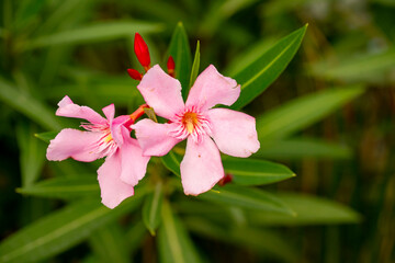 Pink Nerium oleander flower, commonly known as Oleander or nerium, is a shrub or small tree...