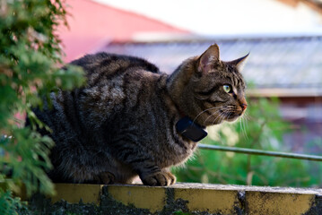 Focused Tabby Cat with GPS Collar