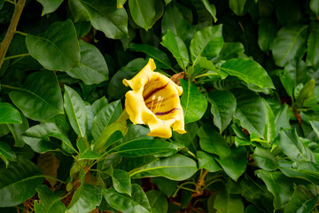 Solandra maxima is a flowering plant in the Solanaceae family. It is also known as cup of gold vine, golden chalice vine, Copa de Oro, or Hawaiian lily, is a vigorous vine which is endemic to Mexico a