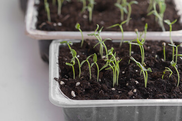 Garden and vegetable garden. Spring seedlings. Vegetable seedlings on the windowsill. Low sprouts of peppers grown at home in boxes. Indoor gardening concept. Home organic farming. Cottagecore.